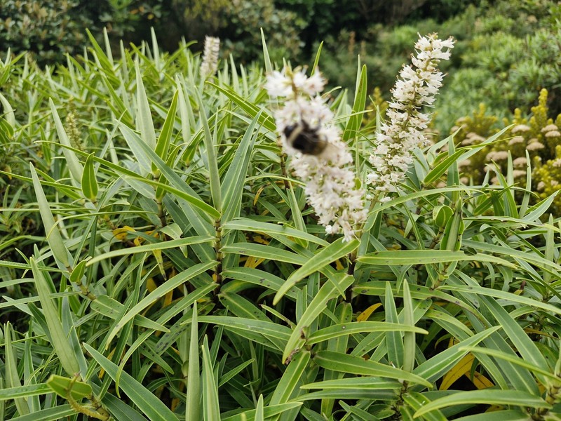 Veronica stricta var. egmontiana photo 5