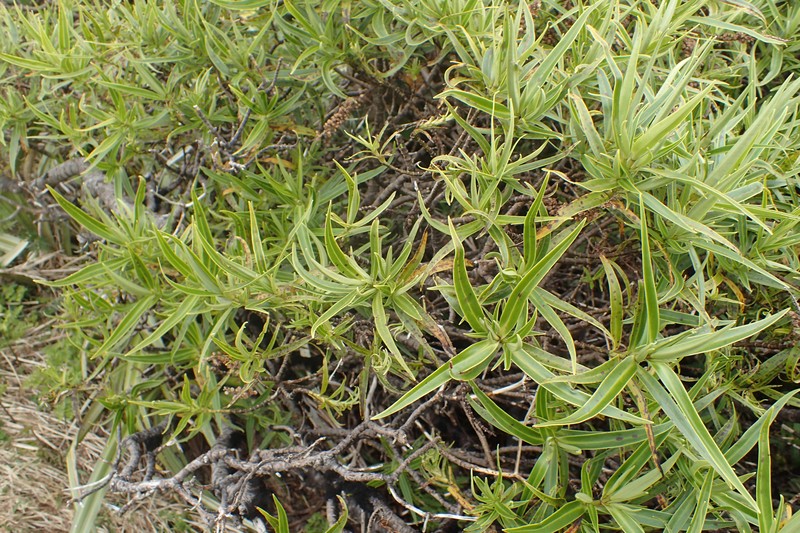 Veronica stricta var. egmontiana