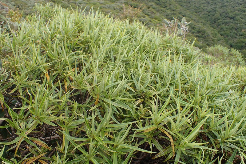 Veronica stricta var. egmontiana photo 6