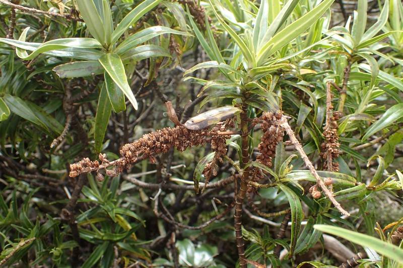 Veronica stricta var. egmontiana photo 8