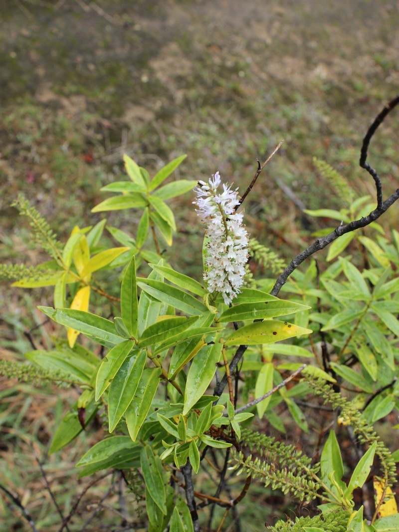 Veronica stricta var. lata photo 2