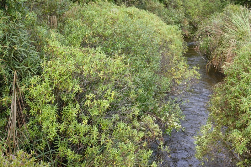 Veronica stricta var. lata photo 3