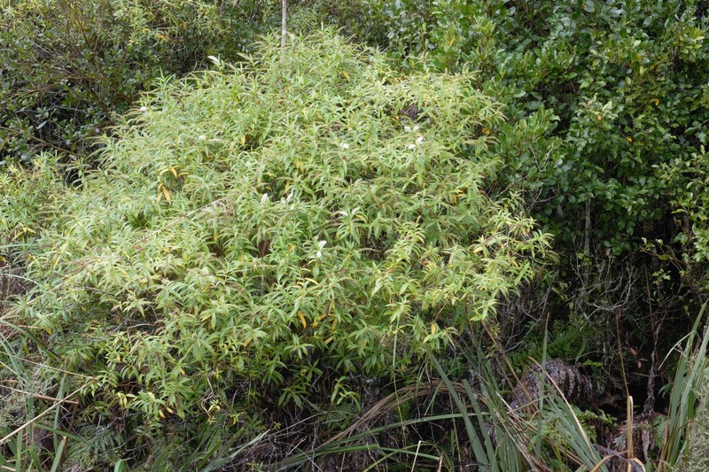 Veronica stricta var. lata photo 4
