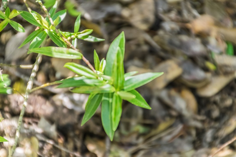 Veronica stricta var. lata