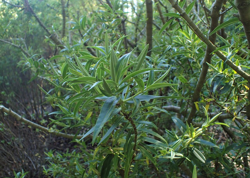 Veronica stricta var. lata photo 7
