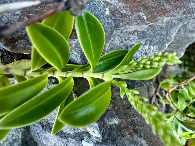 Veronica stricta var. macroura