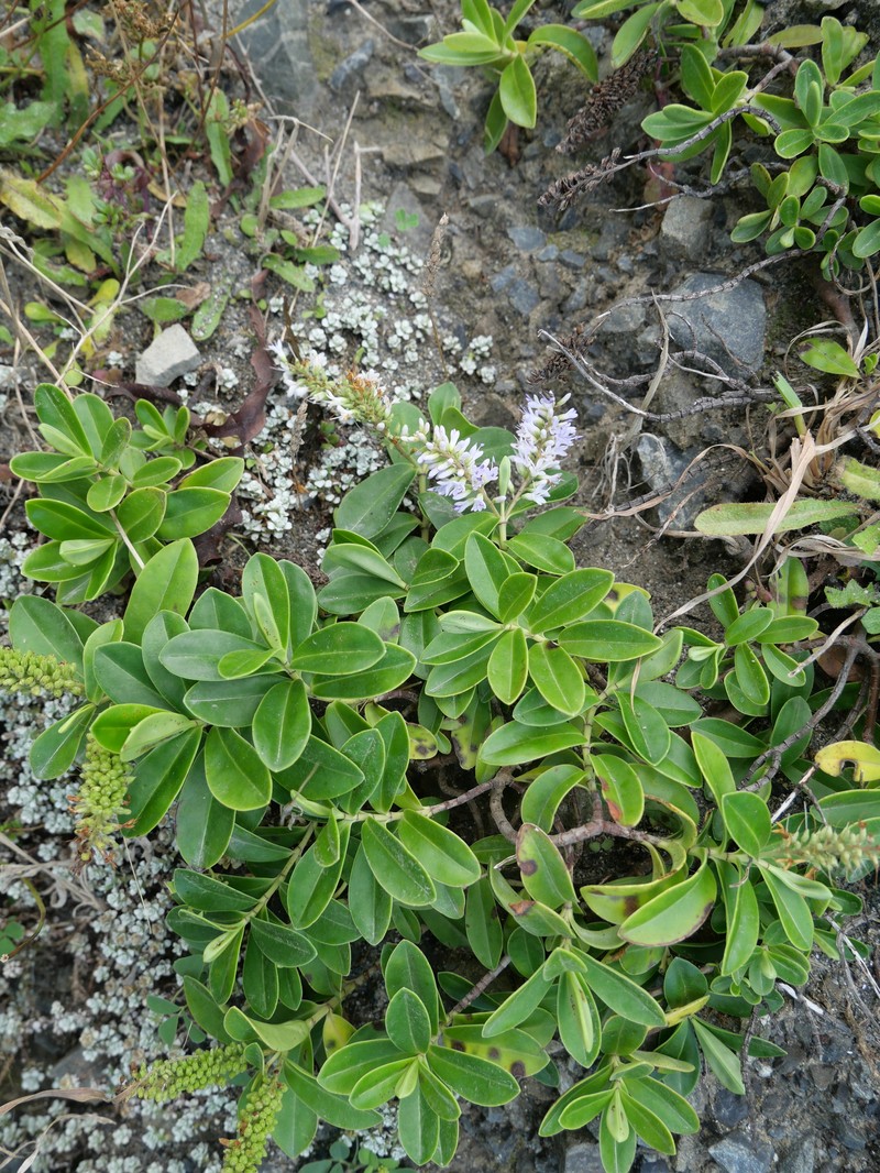 Veronica stricta var. macroura photo 2