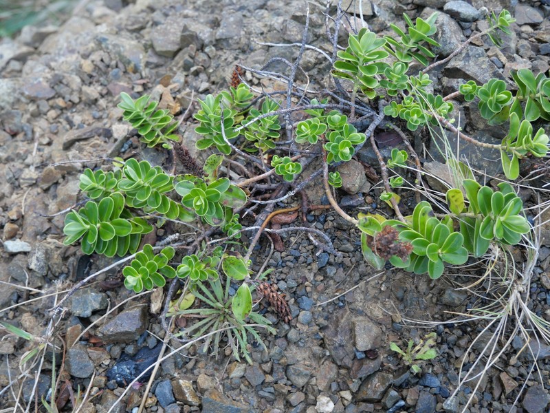 Veronica stricta var. macroura photo 3