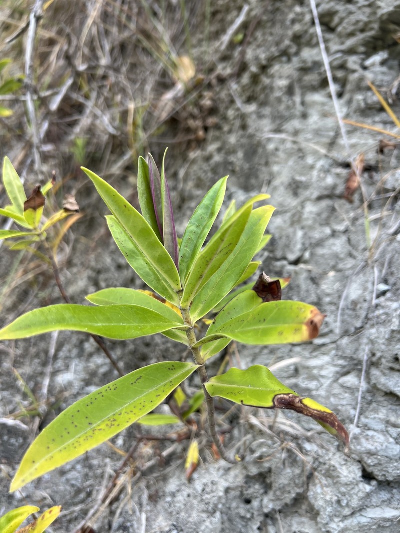 Veronica stricta var. macroura photo 4