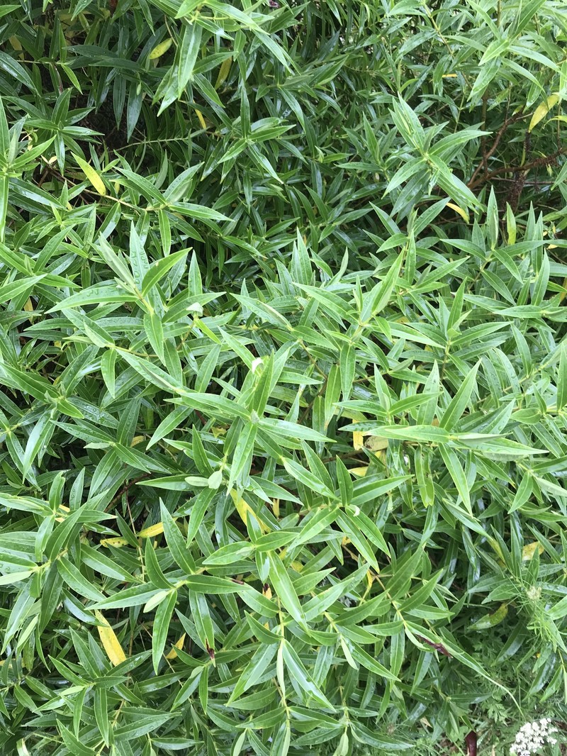Veronica stricta var. stricta