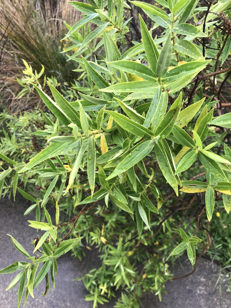 Veronica stricta var. stricta photo 2