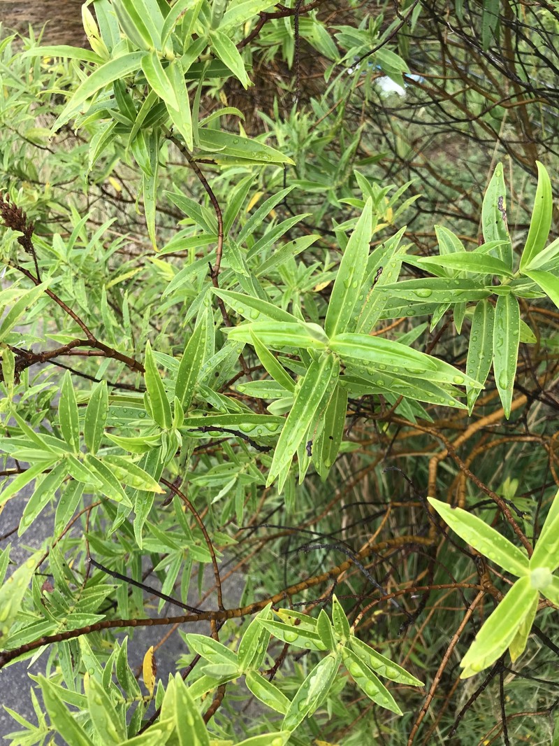 Veronica stricta var. stricta photo 4