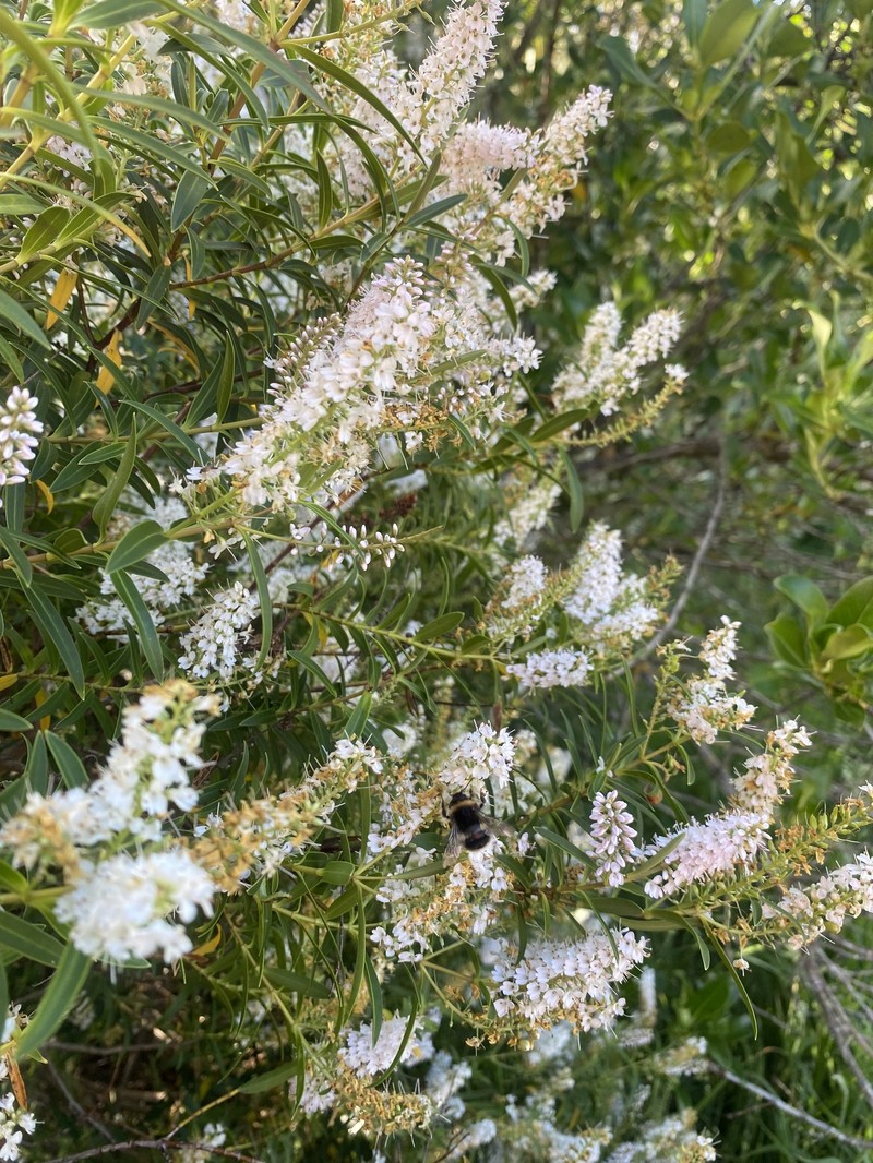 Veronica strictissima