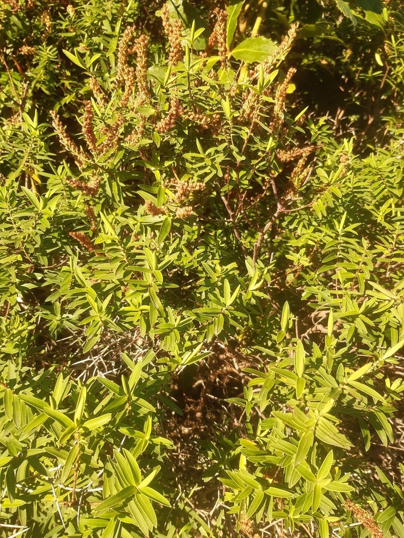 Veronica strictissima photo 3