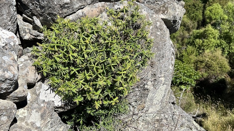 Veronica strictissima photo 4