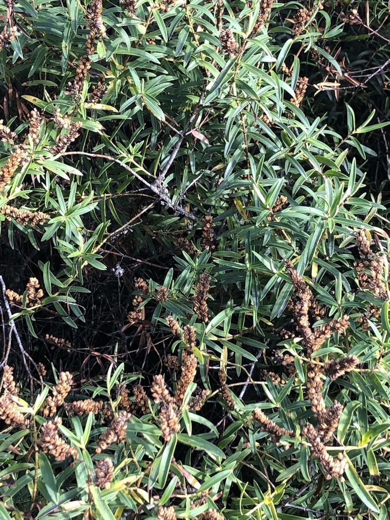 Veronica strictissima photo 5