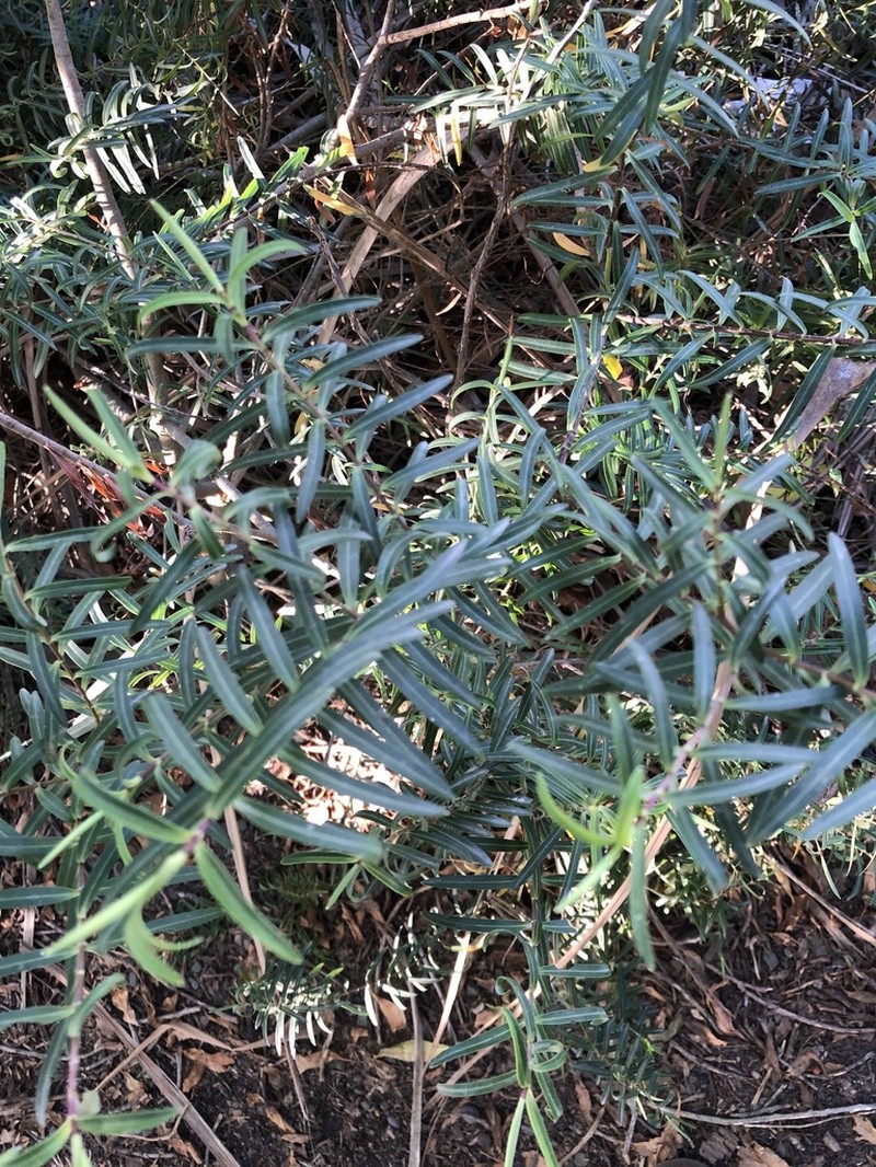 Veronica strictissima photo 7