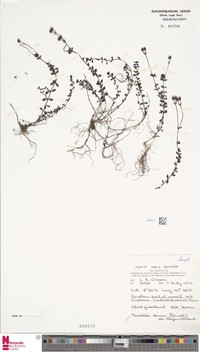 Veronica strigosa