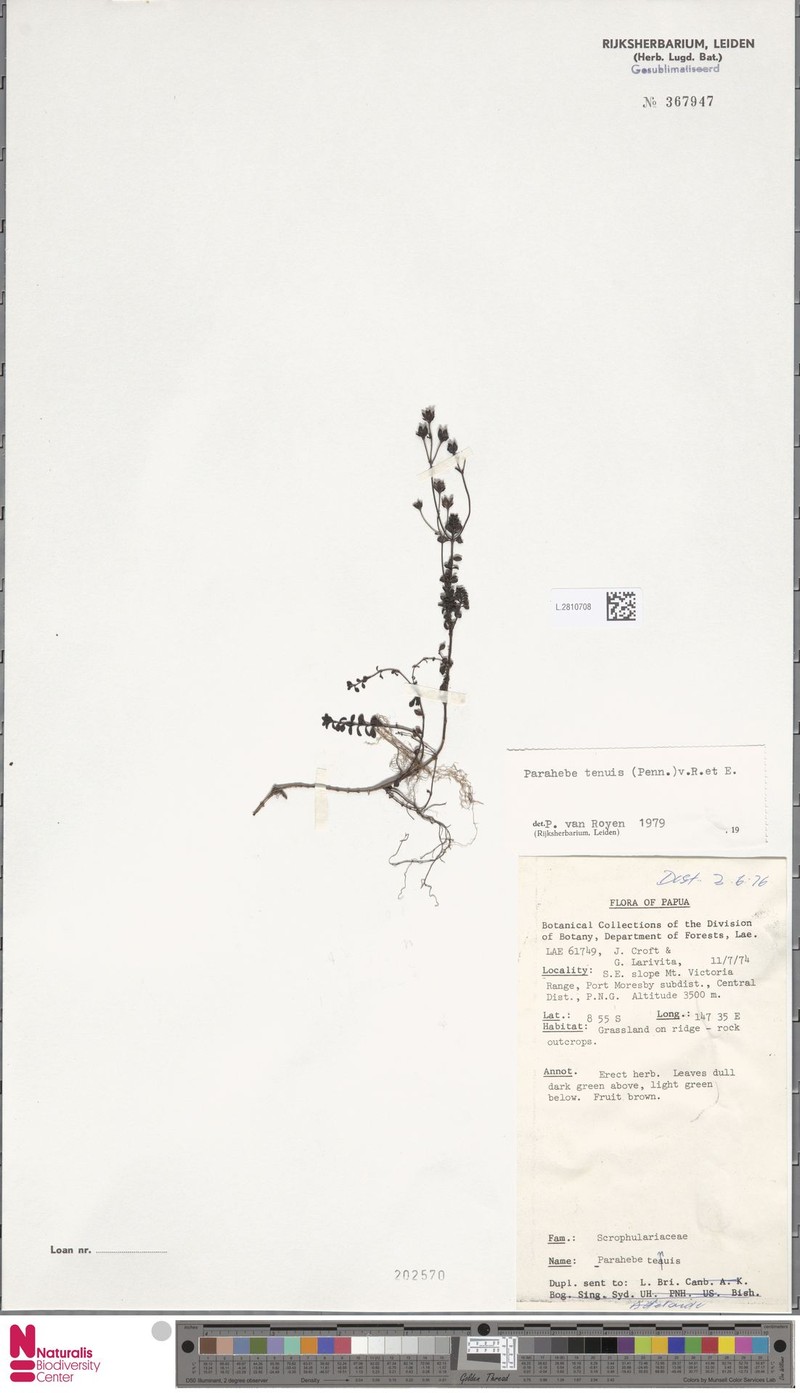 Veronica strigosa photo 2