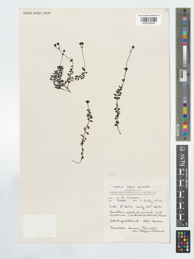 Veronica strigosa photo 3