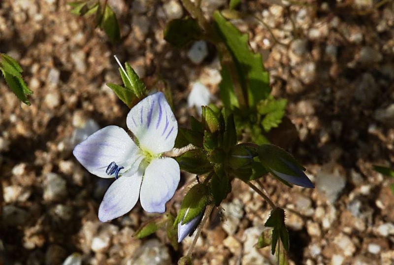 Veronica stylophora