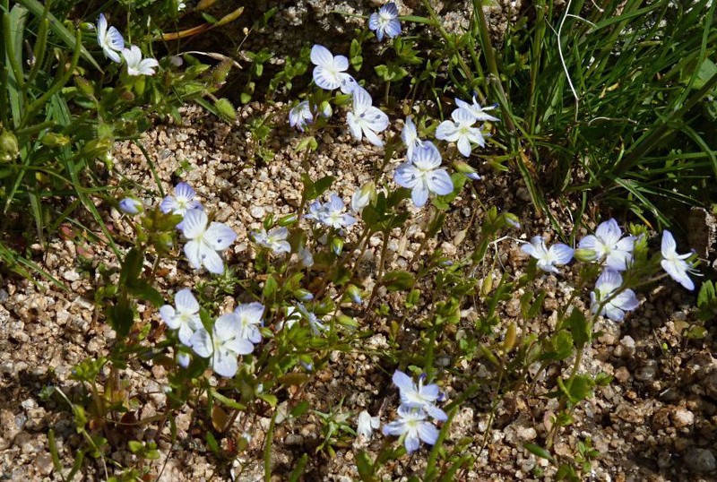 Veronica stylophora photo 2