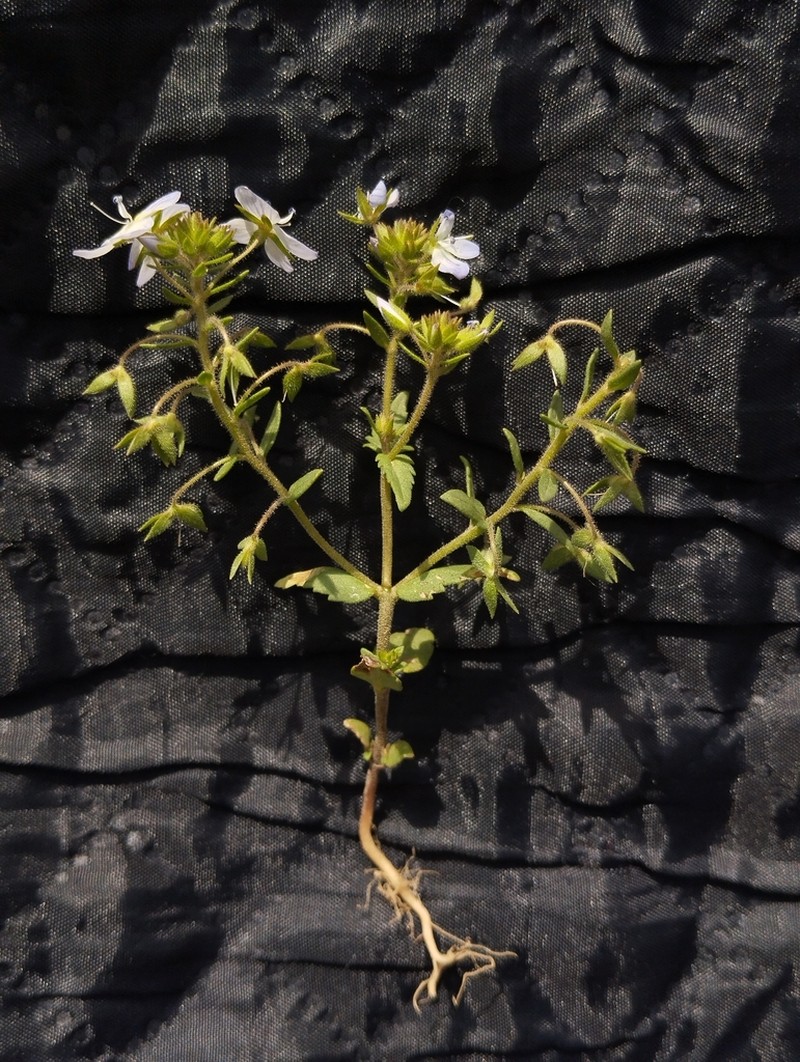 Veronica stylophora photo 3