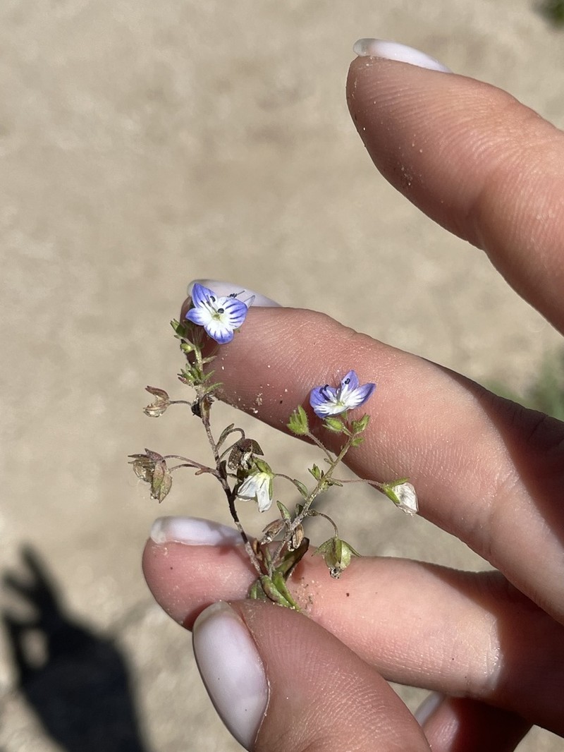 Veronica stylophora photo 4