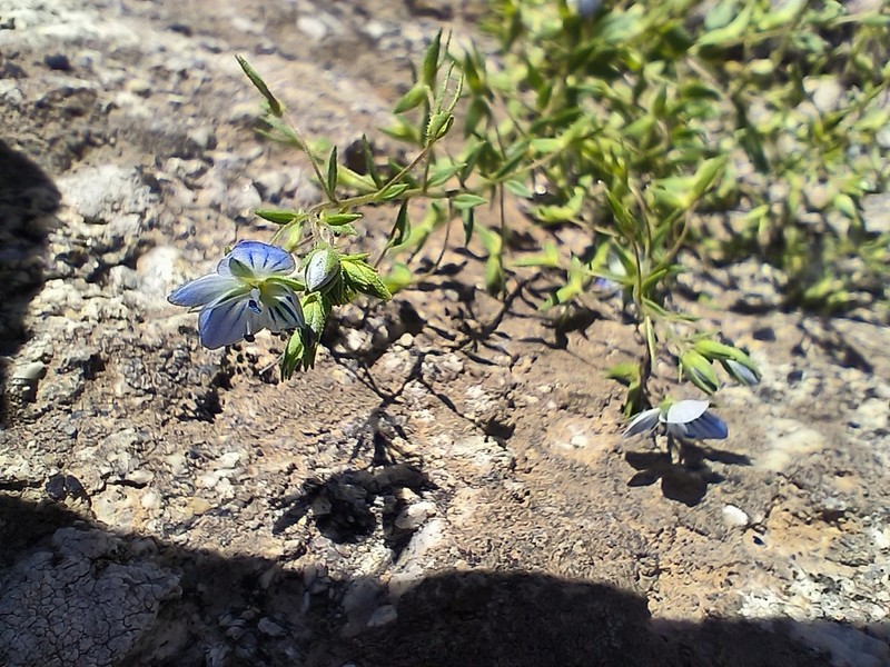 Veronica stylophora photo 6