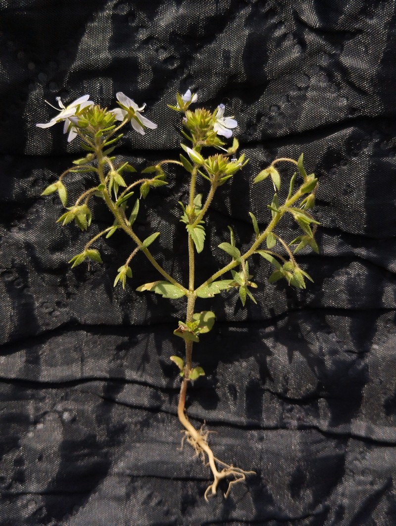 Veronica stylophora photo 7
