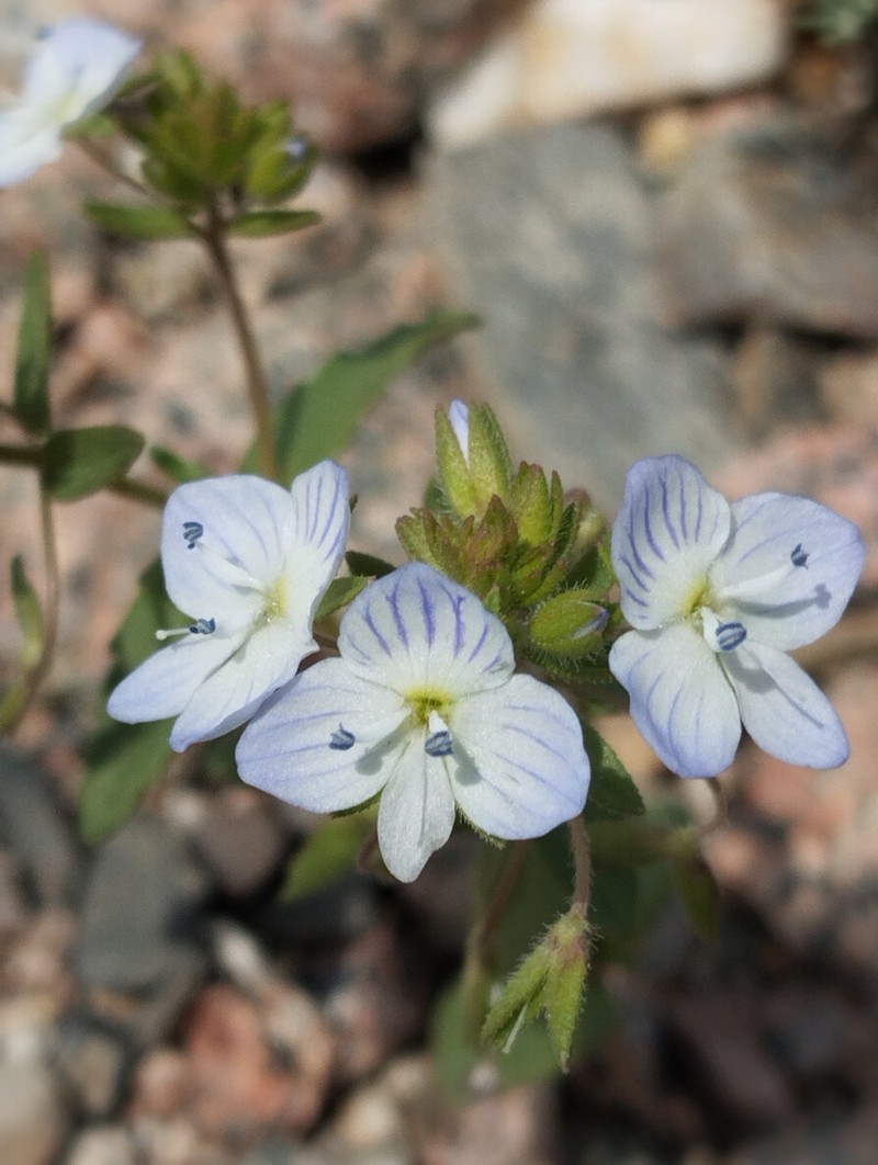 Veronica stylophora photo 8