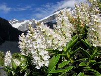 Veronica subalpina