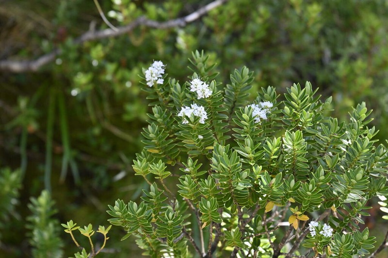 Veronica subalpina photo 2