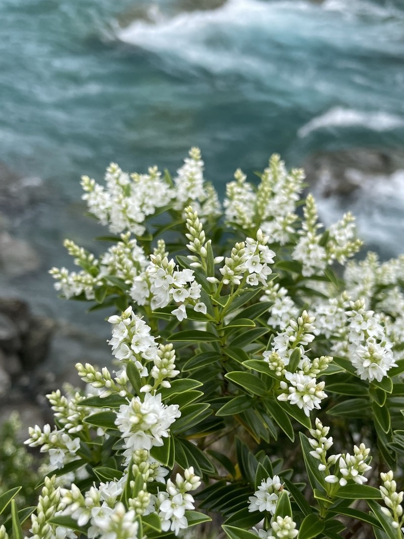 Veronica subalpina photo 3