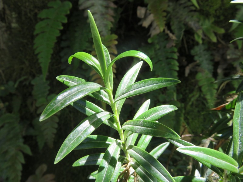 Veronica subalpina photo 4