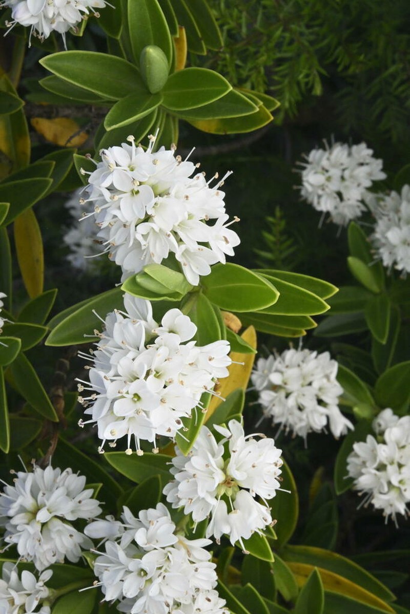 Veronica subalpina photo 5