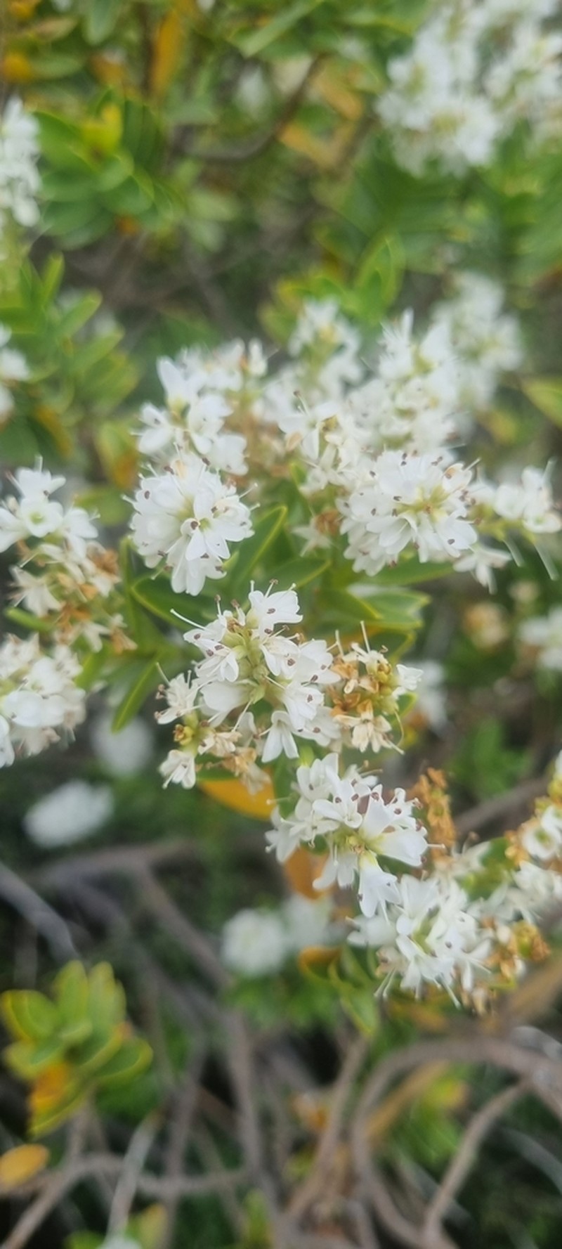 Veronica subalpina photo 6