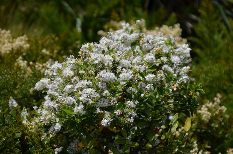 Veronica subalpina photo 7