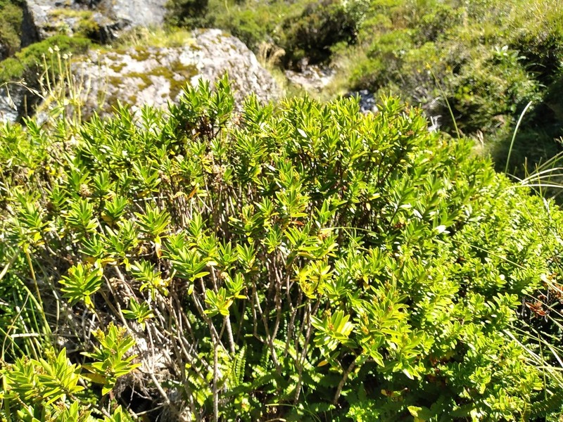Veronica subalpina photo 8
