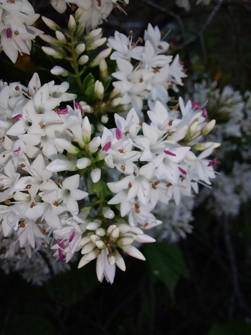 Veronica subfulvida