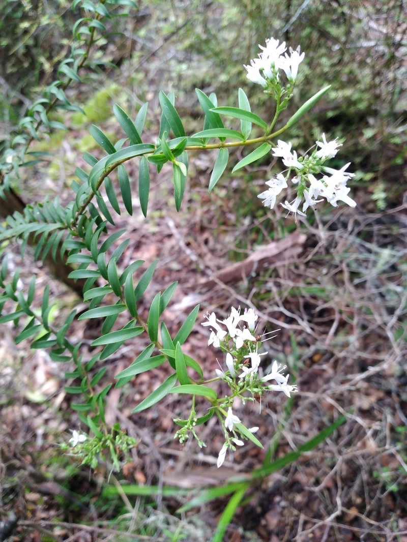 Veronica subfulvida photo 2