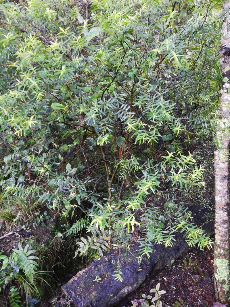 Veronica subfulvida photo 3