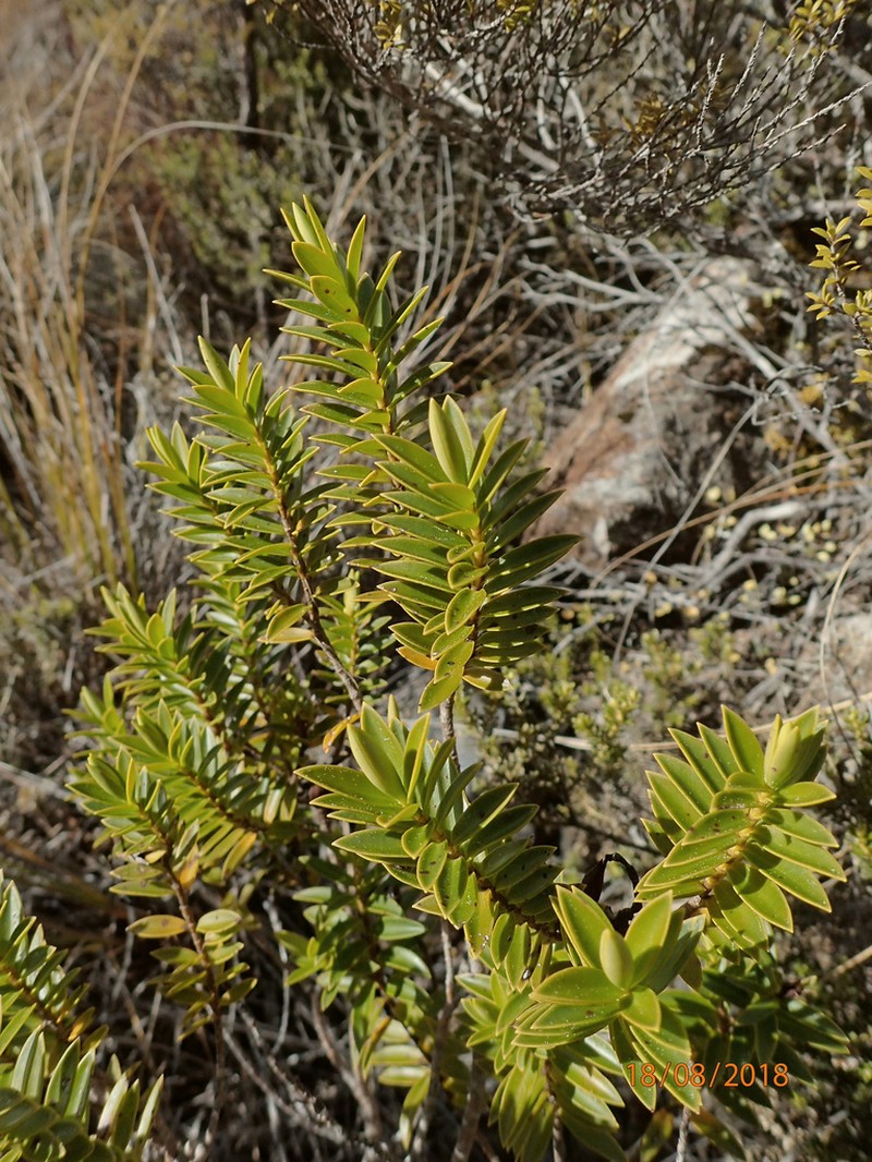 Veronica subfulvida photo 4