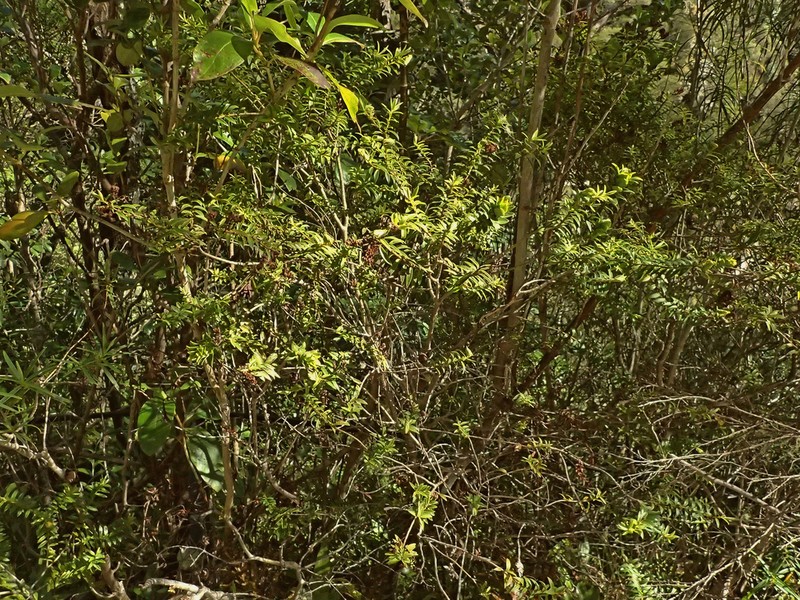 Veronica subfulvida photo 5
