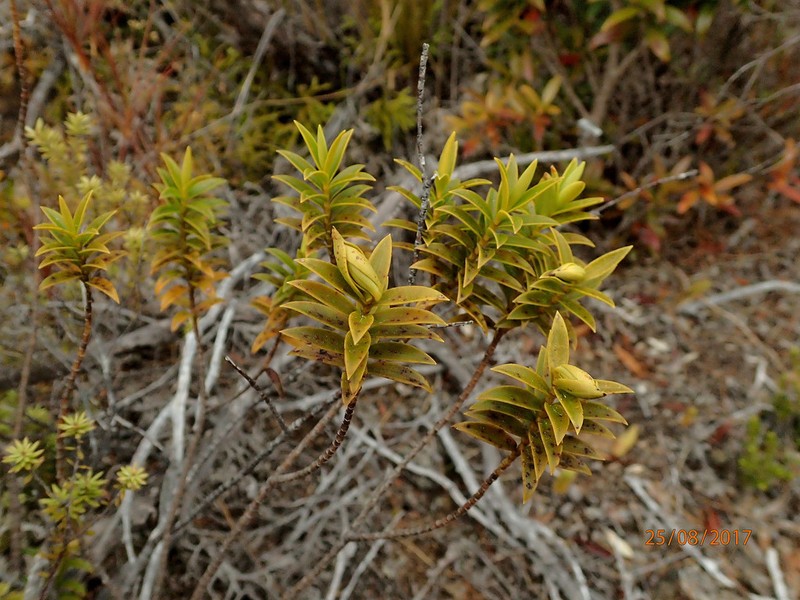 Veronica subfulvida photo 6