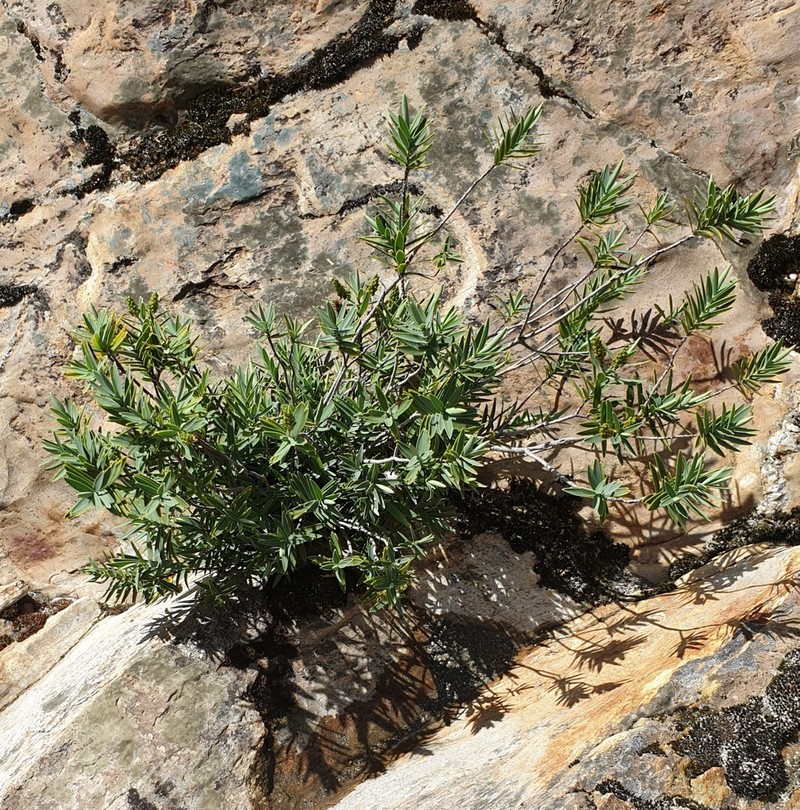 Veronica subfulvida photo 8