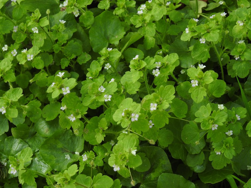 Veronica sublobata photo 2