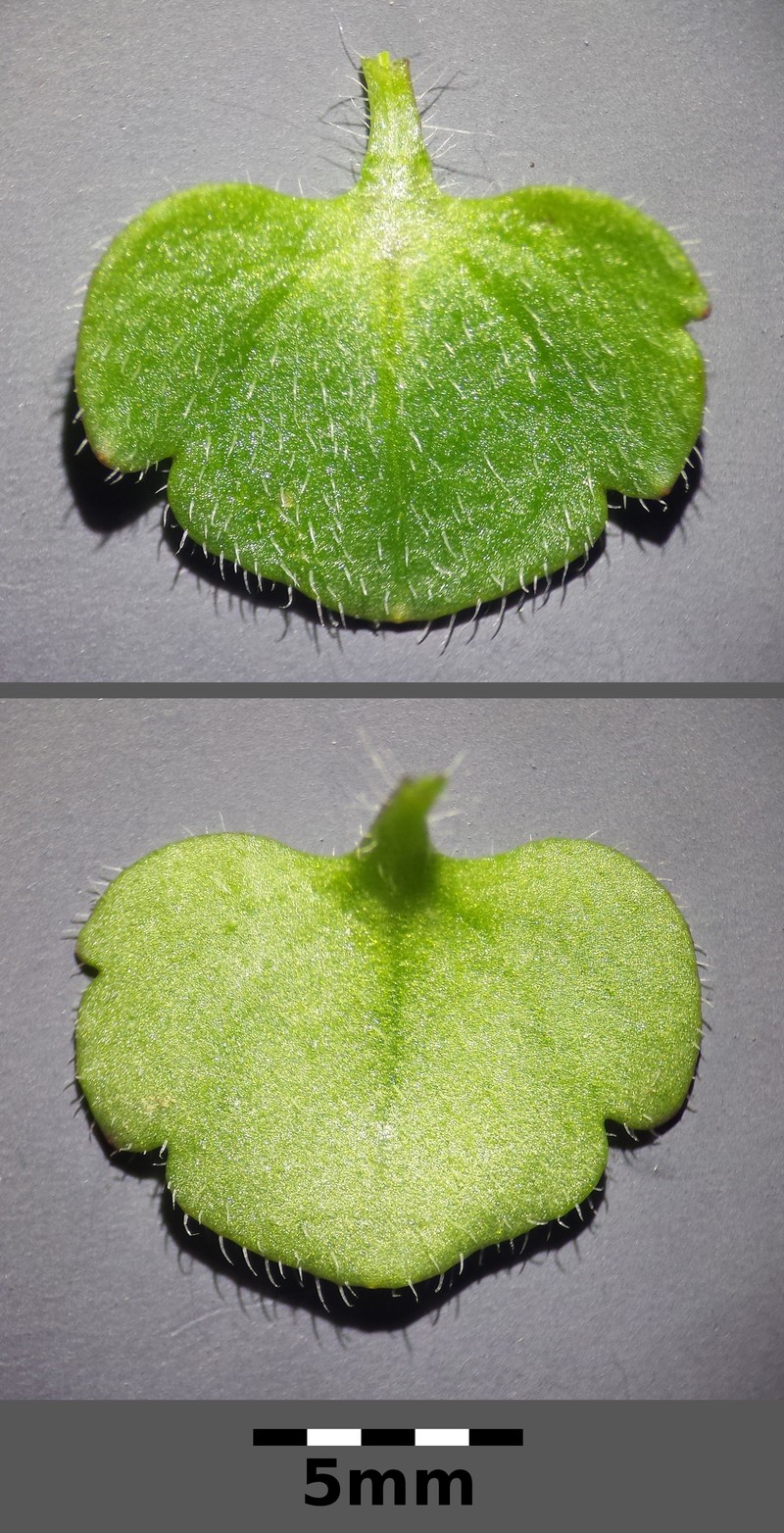 Veronica sublobata photo 4