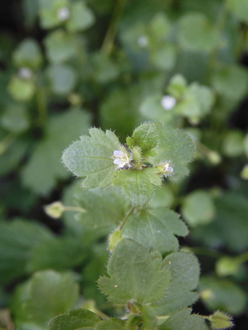 Veronica sublobata photo 5