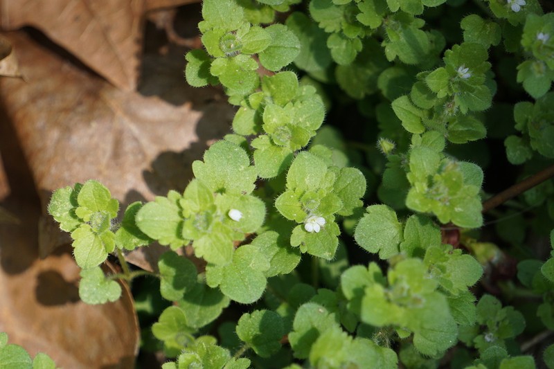 Veronica sublobata photo 7